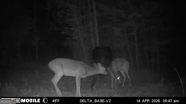 49.2 ACRES Jordon RD Waverly Hall, GA 31831