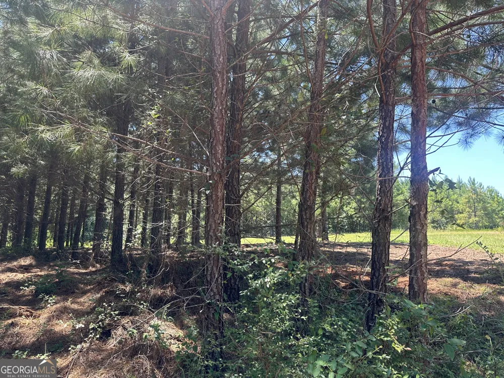 49.2 ACRES Jordon RD Waverly Hall, GA 31831