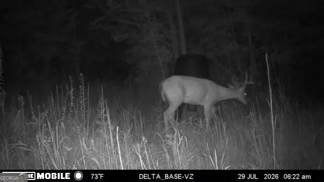 49.2 ACRES Jordon RD Waverly Hall, GA 31831