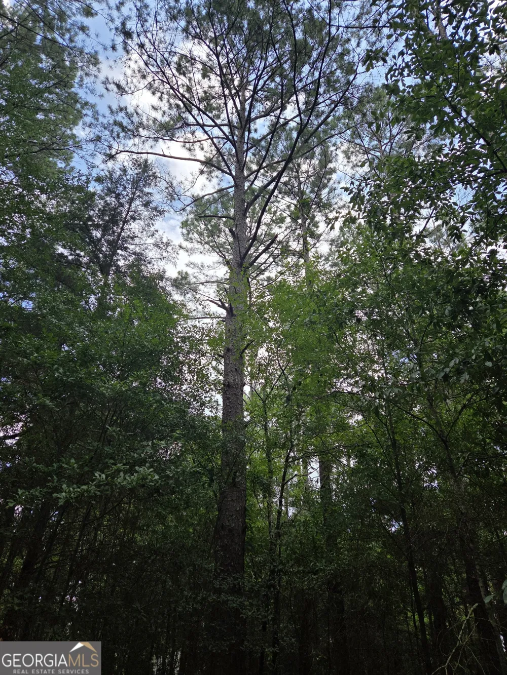 0 Fairway Lane Hawkinsville, GA 31036