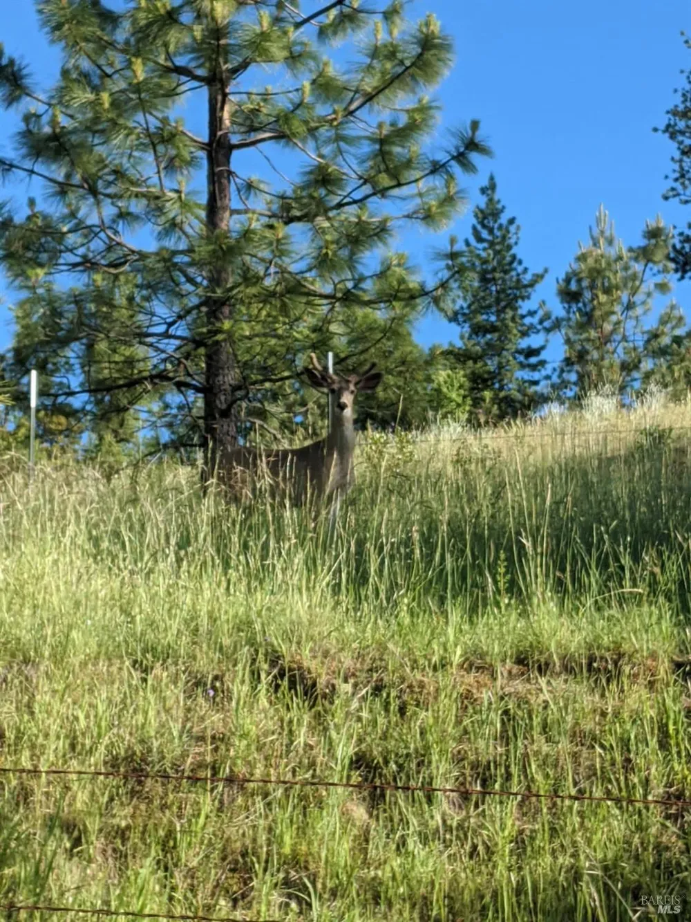 47700 Bentley Ridge Road Covelo, CA 95428
