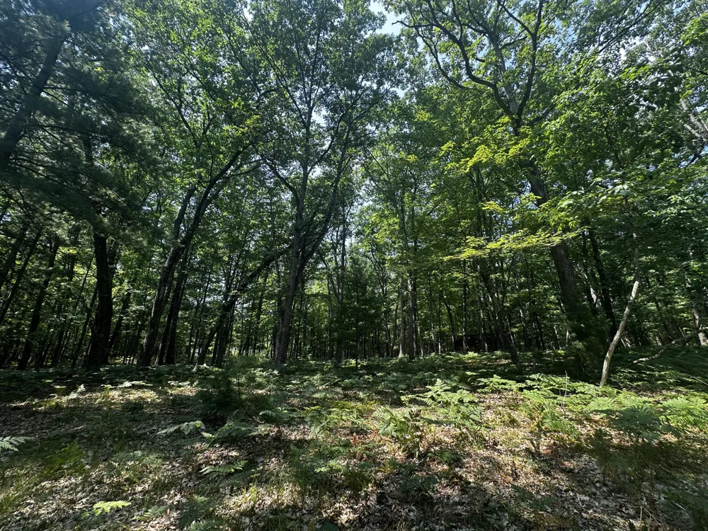 Deer Trail Irons, MI 49644