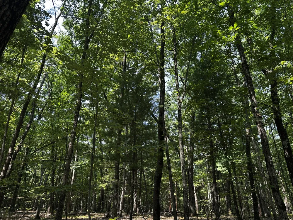 Deer Trail Irons, MI 49644