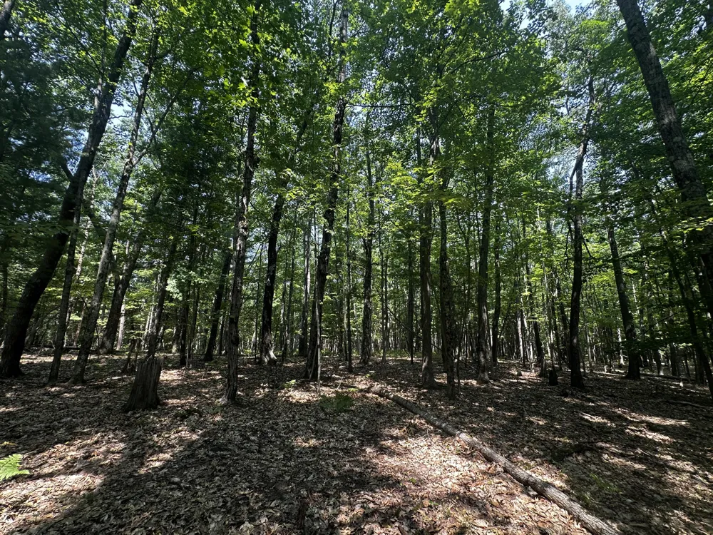 Deer Trail Irons, MI 49644
