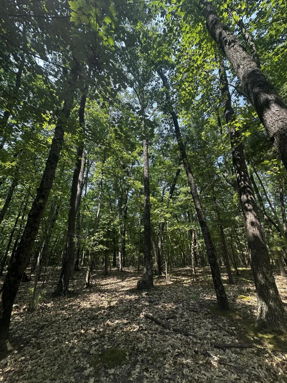 Deer Trail Irons, MI 49644