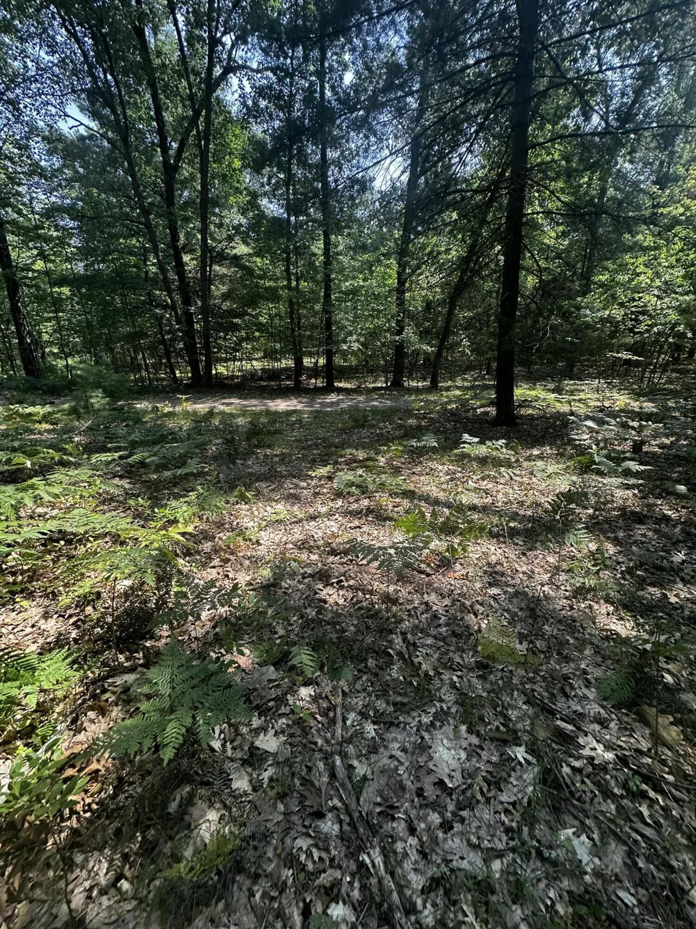 Deer Trail Irons, MI 49644
