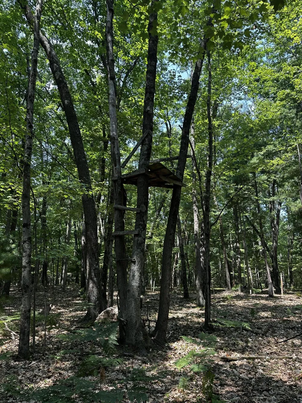 Deer Trail Irons, MI 49644