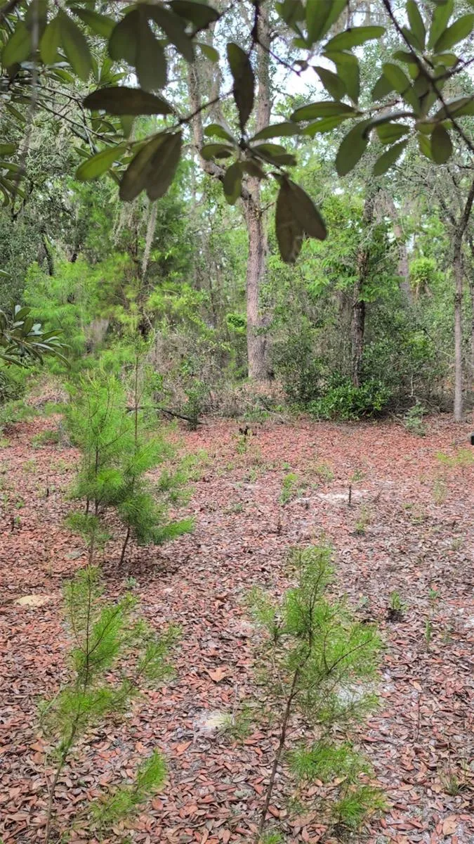 102 B STREET Interlachen, FL 32148