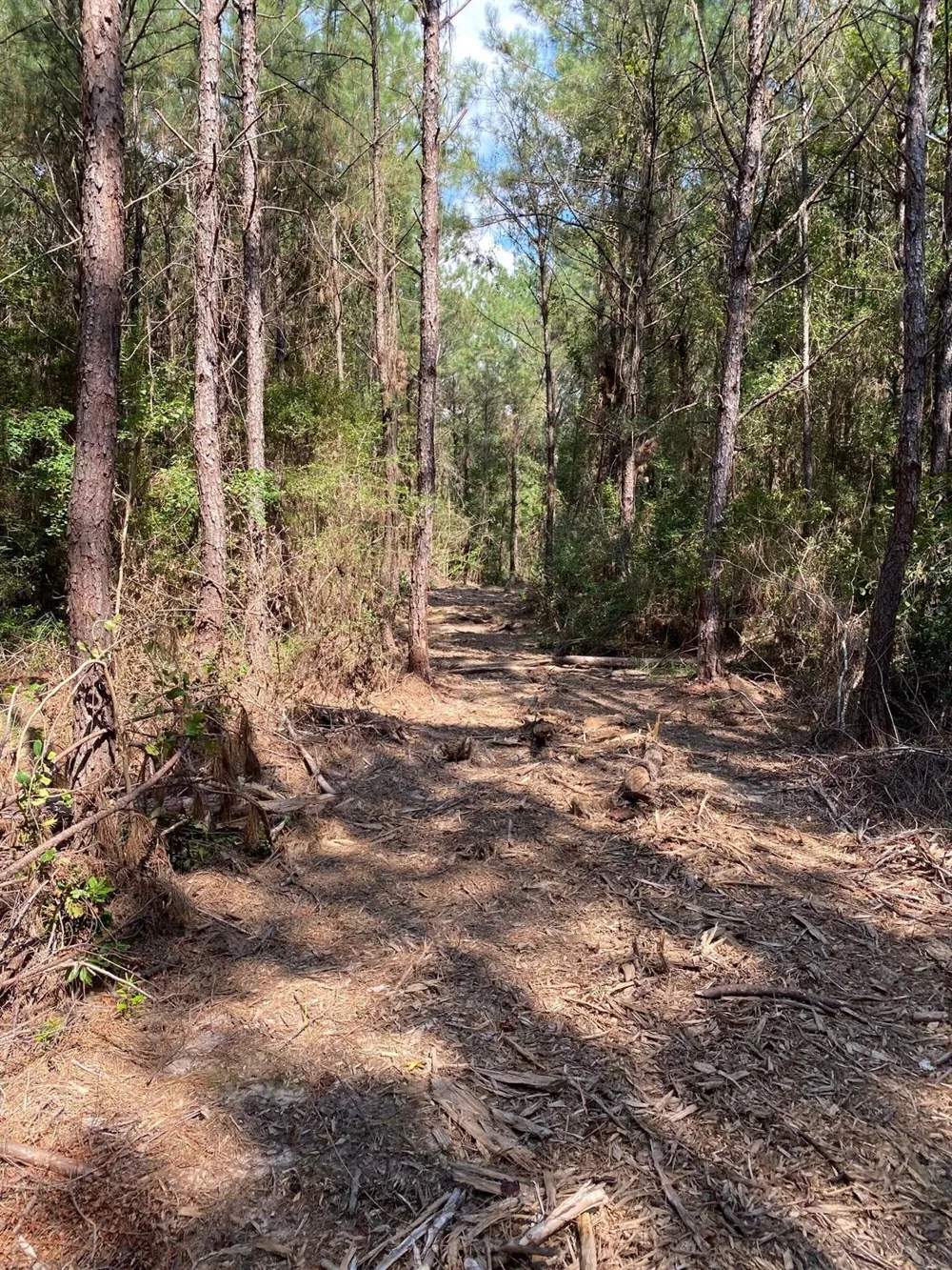 19853 Ghost Scenic Drive Kountze, TX 77625