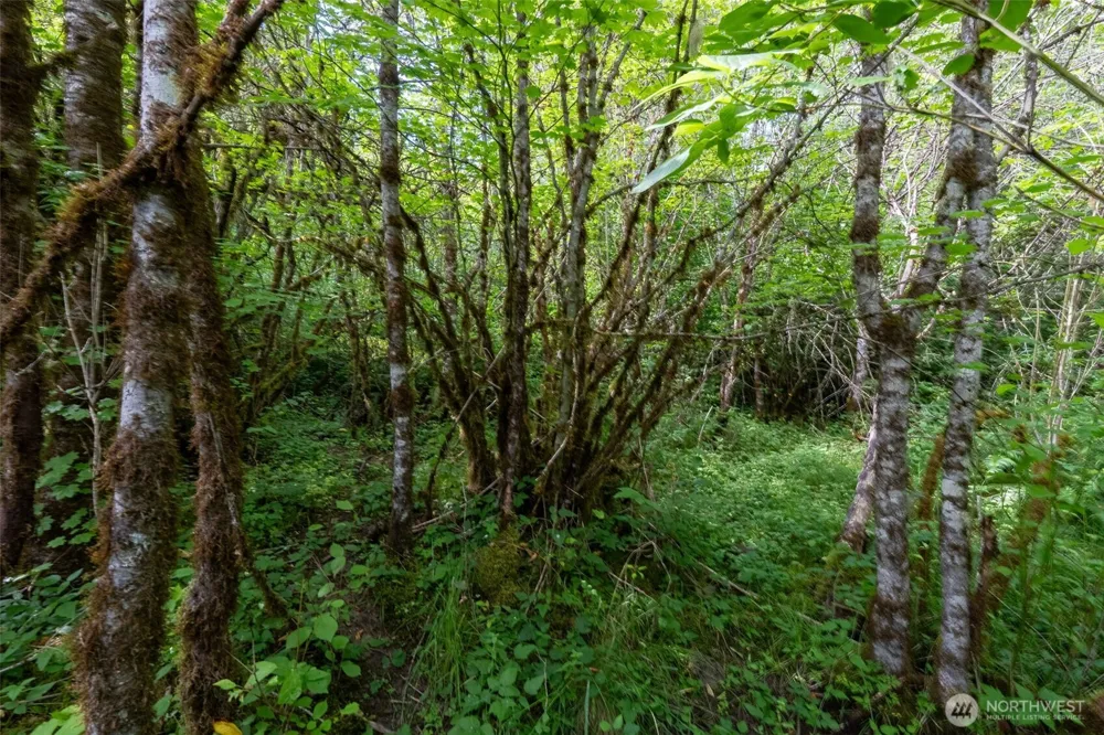 28901 State Route 706 Ashford, WA 98304