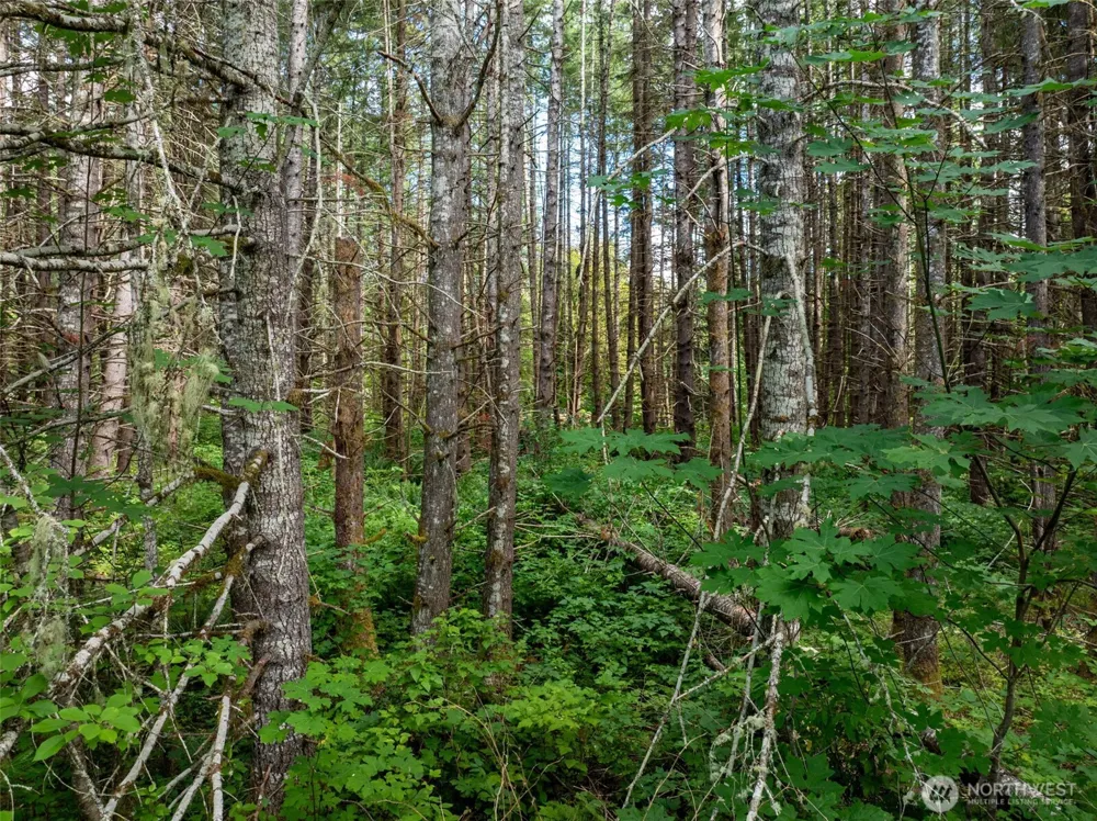 28909 State Route 706 Ashford, WA 98304