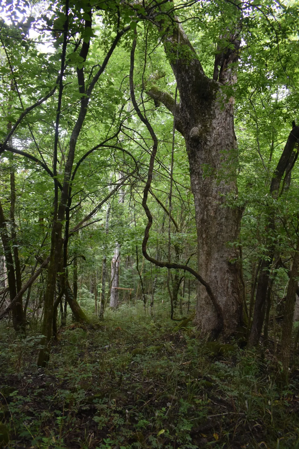 0 Ben Gentry Ln Elmwood, TN 38560