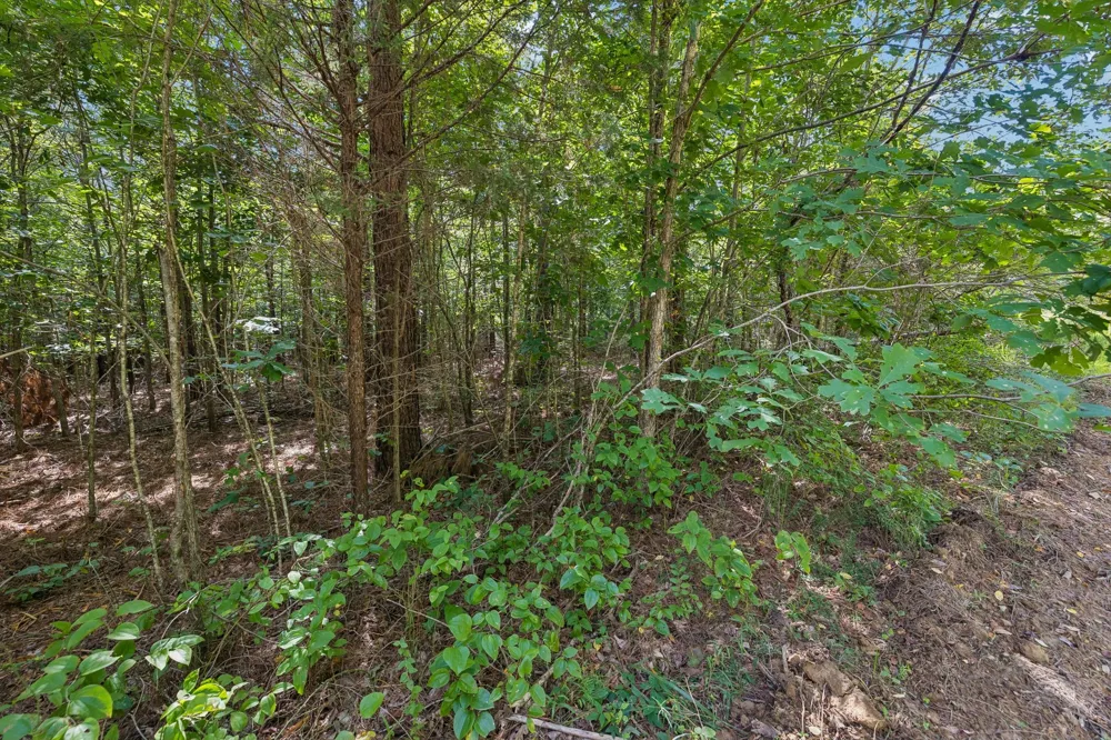 0 Falls Branch Road Duck River, TN 38454