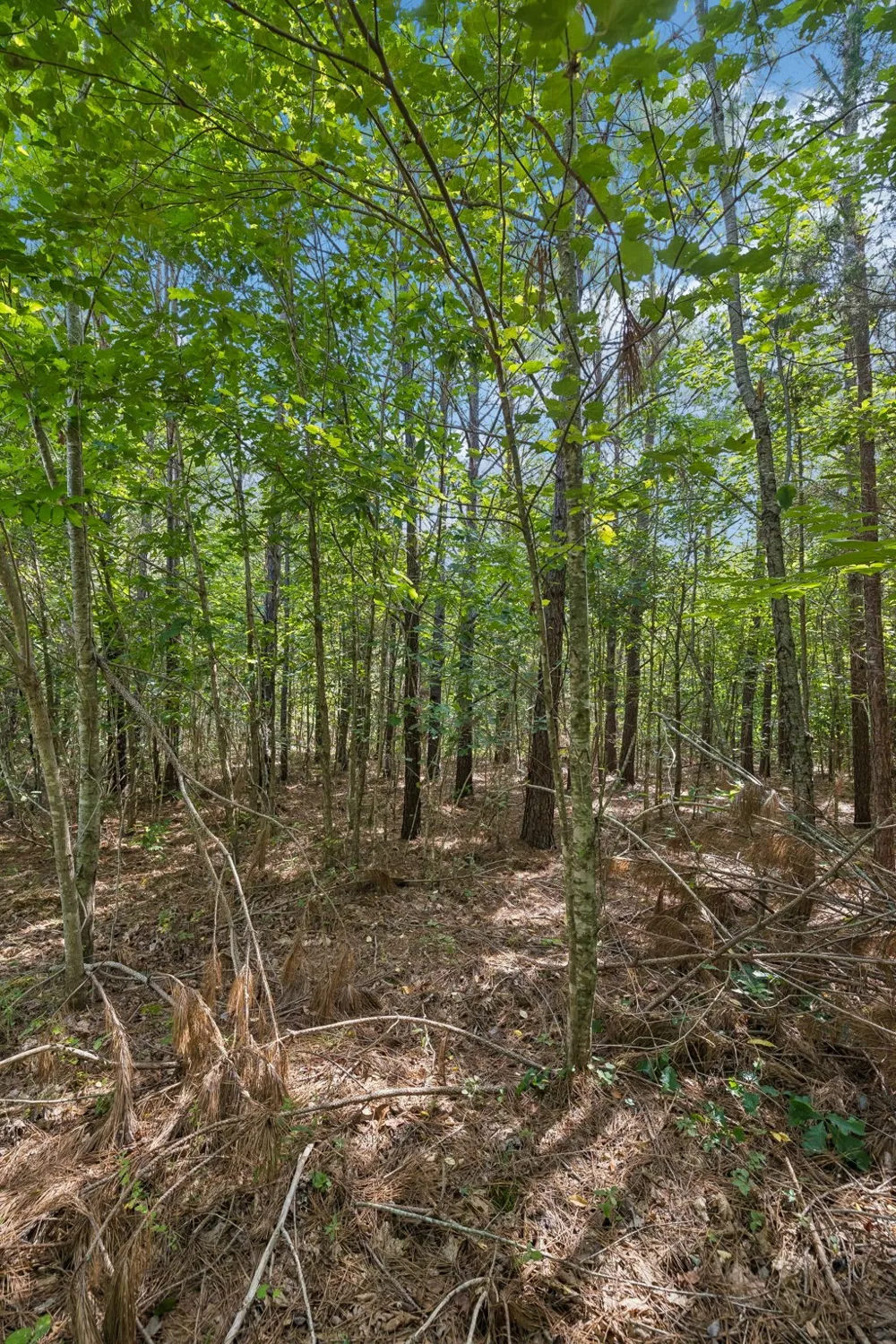 0 Falls Branch Road Duck River, TN 38454
