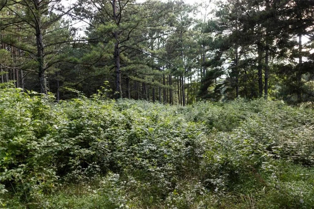 1870 Double Springs Church Road Monroe, GA 30656