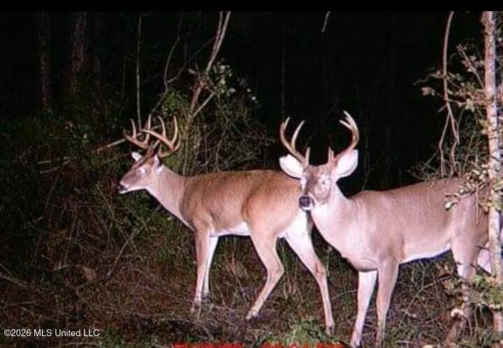 29.86 Candy Lane Mccomb, MS 39648