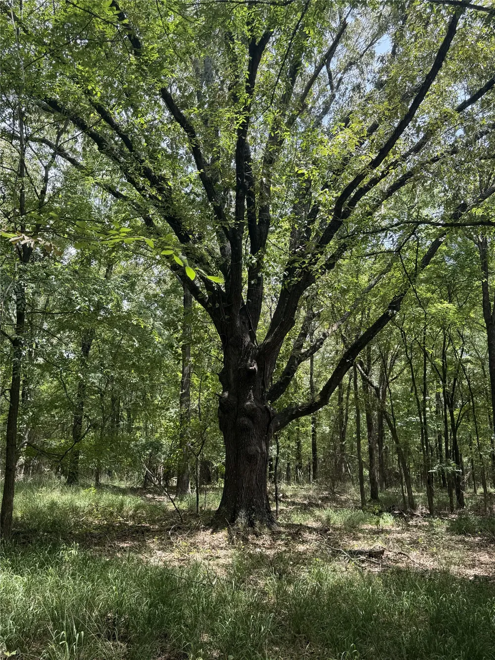 Private Road 5292 Yantis, TX 75497