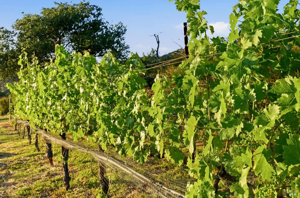 2520 Atlas Peak Road Napa, CA 94558
