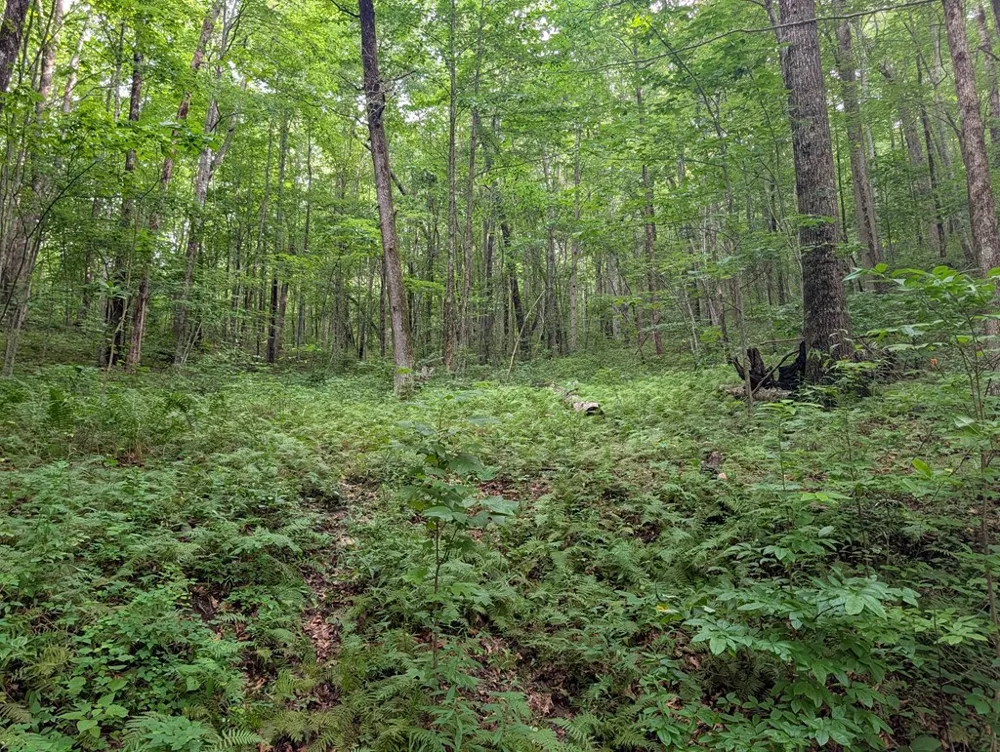 Rainbow Ridge Rd Franklin, NC 28734