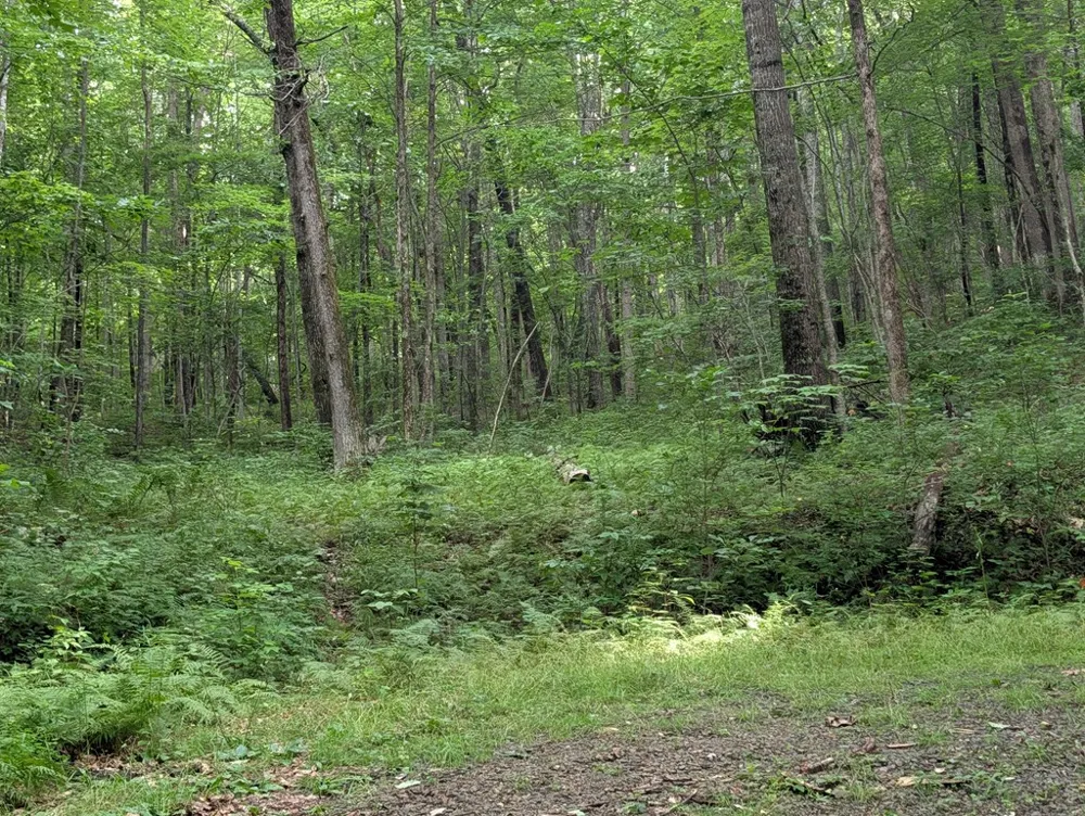 Rainbow Ridge Rd Franklin, NC 28734