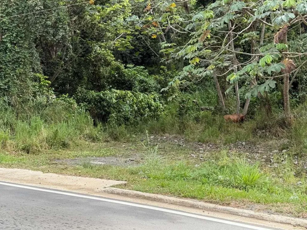 RD 978 KM 2.7 CHUPACALLOS WD Ceiba, PR 00735