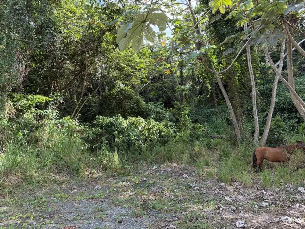 RD 978 KM 2.7 CHUPACALLOS WD Ceiba, PR 00735