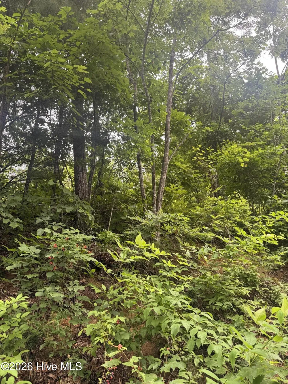 78 Lt 78 Pitch Pine Drive Sylva, NC 28779
