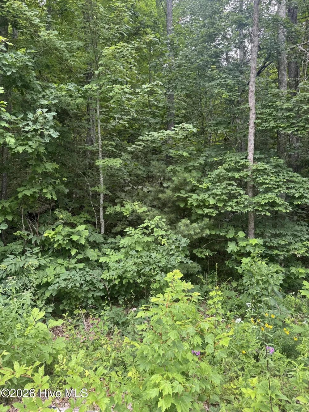 78 Lt 78 Pitch Pine Drive Sylva, NC 28779