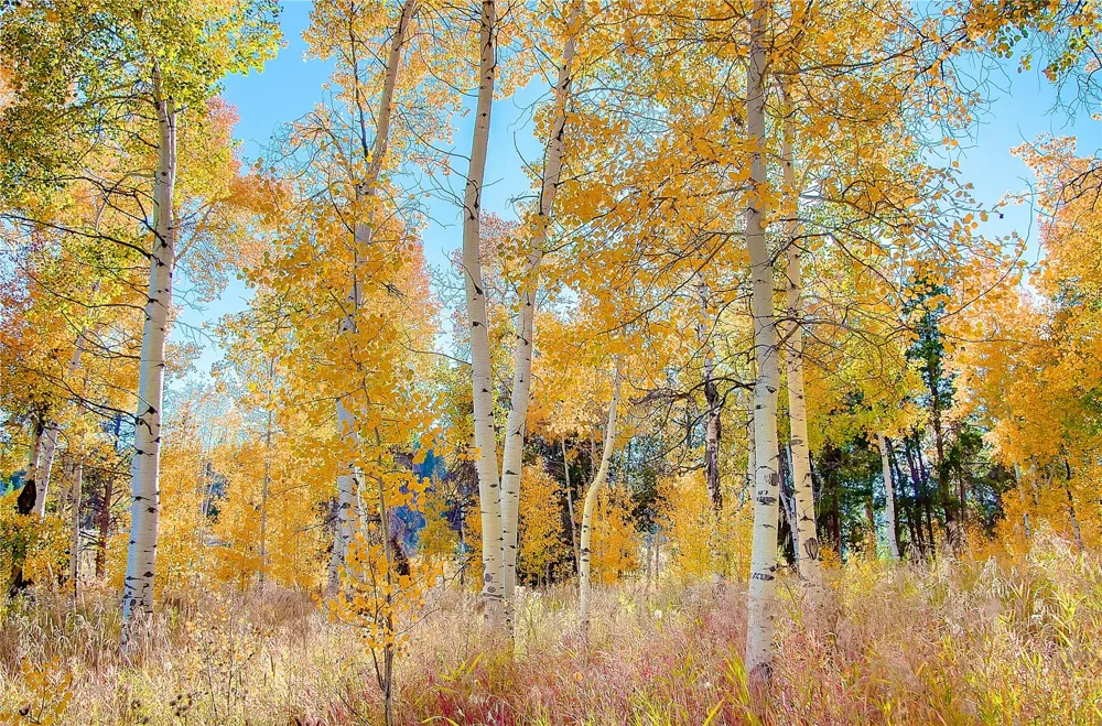 23800 County Road 16 #508 Oak Creek, CO 80467