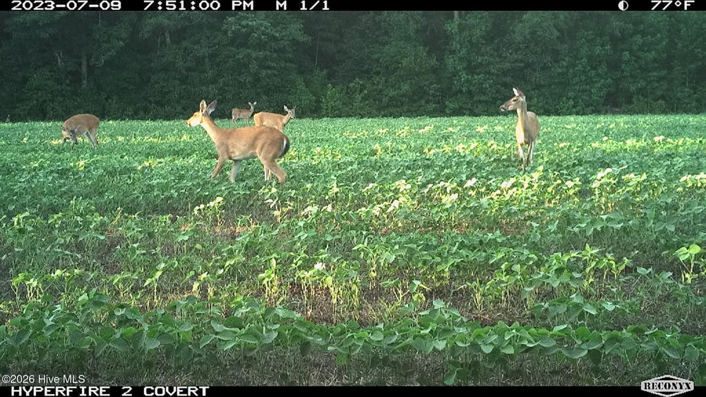 Off Swamp Fox Hwy Highway E Tabor City, NC 28463