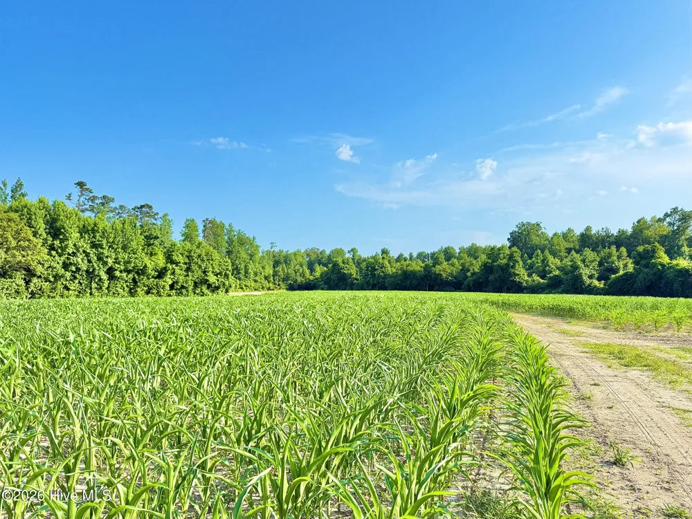 Off Swamp Fox Hwy Highway E Tabor City, NC 28463