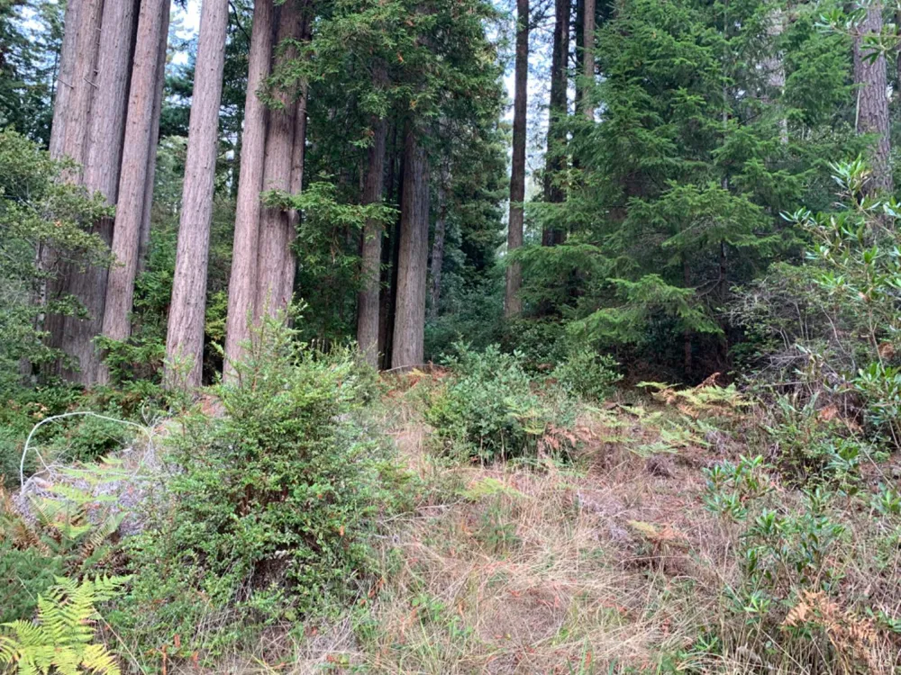 369 Big Tree Close Road ##27A13 The Sea Ranch, CA 95497
