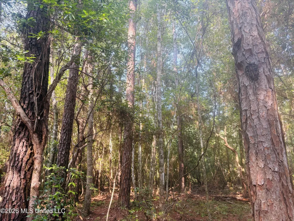 E Beasley Road Lucedale, MS 39452
