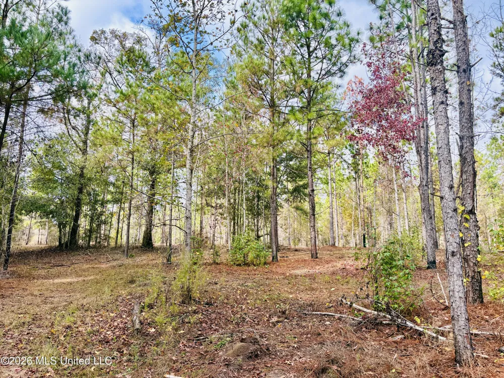 E Beasley Road Lucedale, MS 39452