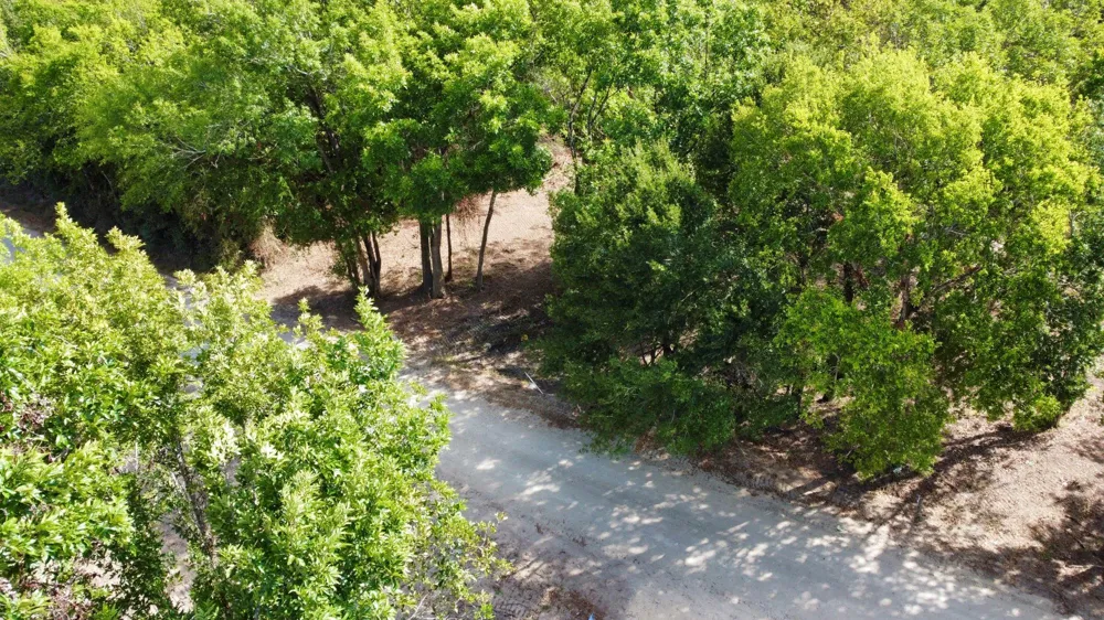 1 Acres Greenbriar Road Madisonville, TX 77864
