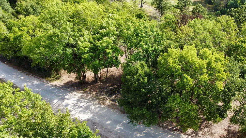 1 Acres Greenbriar Road Madisonville, TX 77864