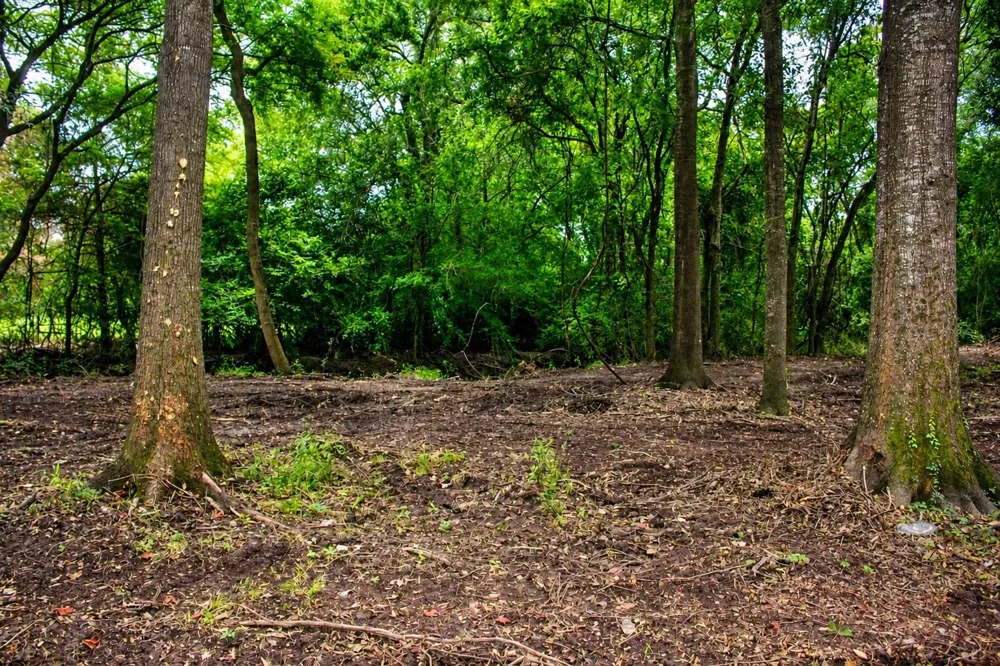 13 Acres Greenbriar Road Madisonville, TX 77864
