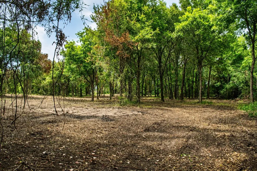 13 Acres Greenbriar Road Madisonville, TX 77864