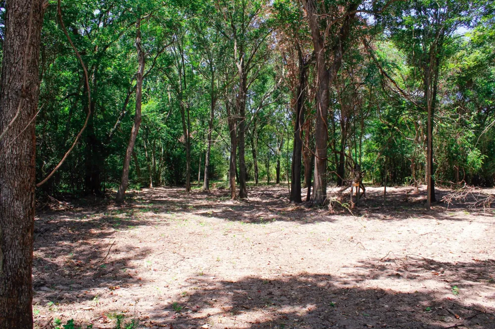 13 Acres Greenbriar Road Madisonville, TX 77864