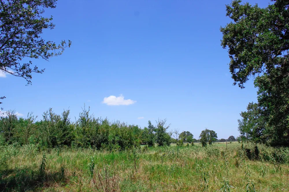 13 Acres Greenbriar Road Madisonville, TX 77864