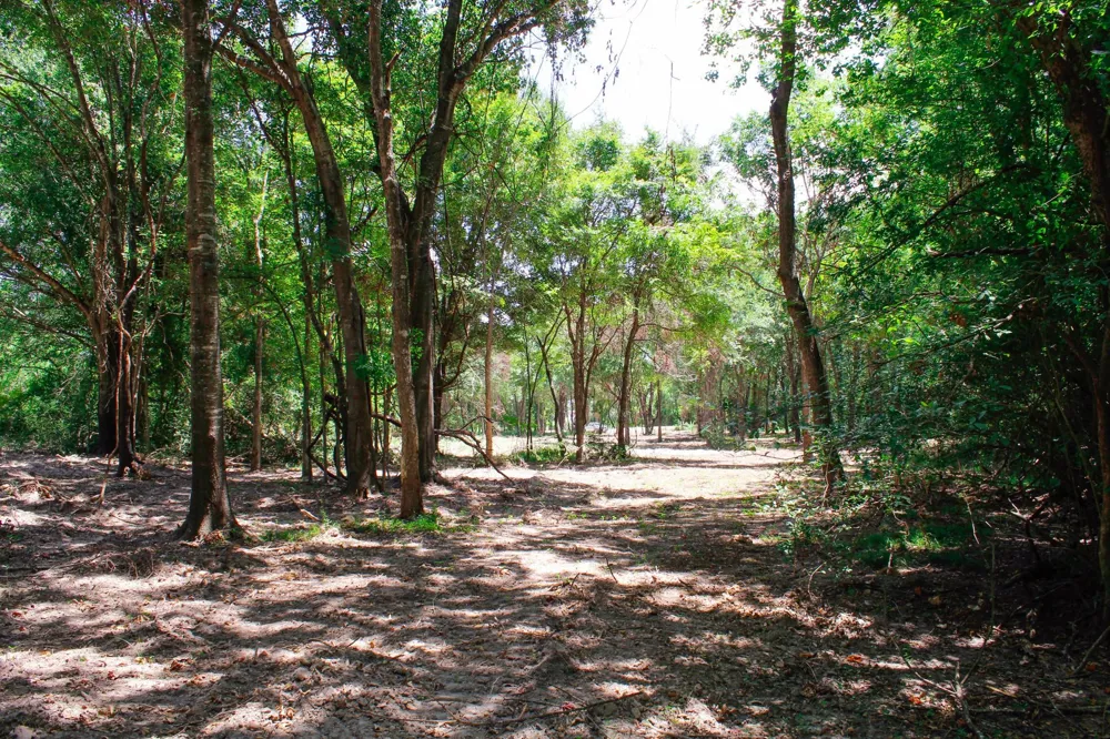 13 Acres Greenbriar Road Madisonville, TX 77864