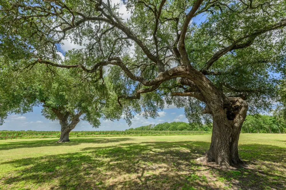 7092 FM 621 Martindale, TX 78655