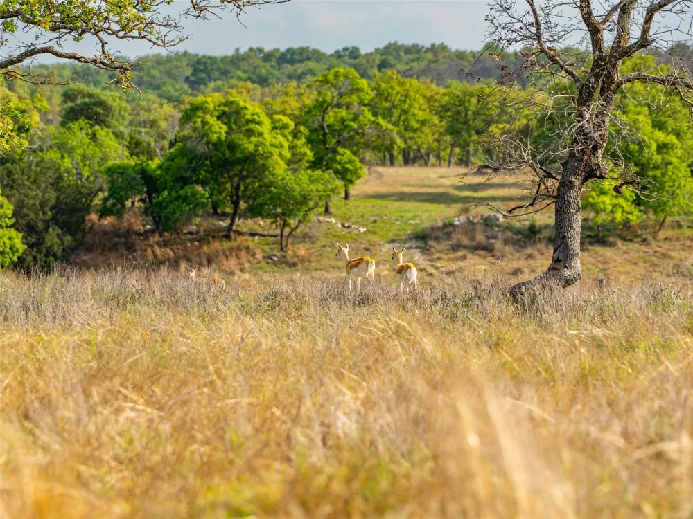 862 Grape Creek Road Fredericksburg, TX 78624