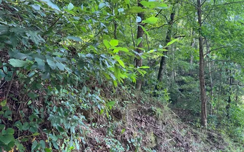 Lot 77 Fires Creek Cove