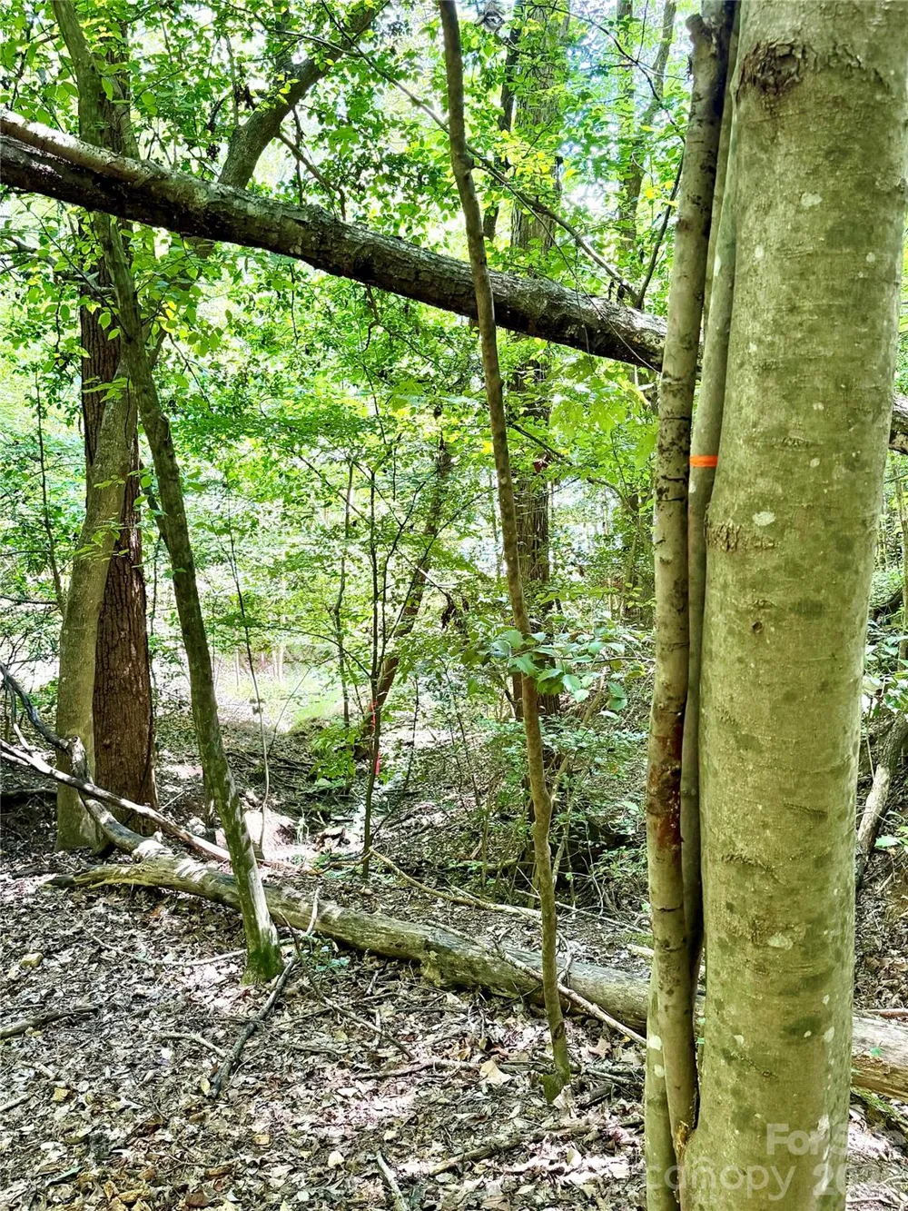 283 Rivercliff Drive Stony Point, NC 28678