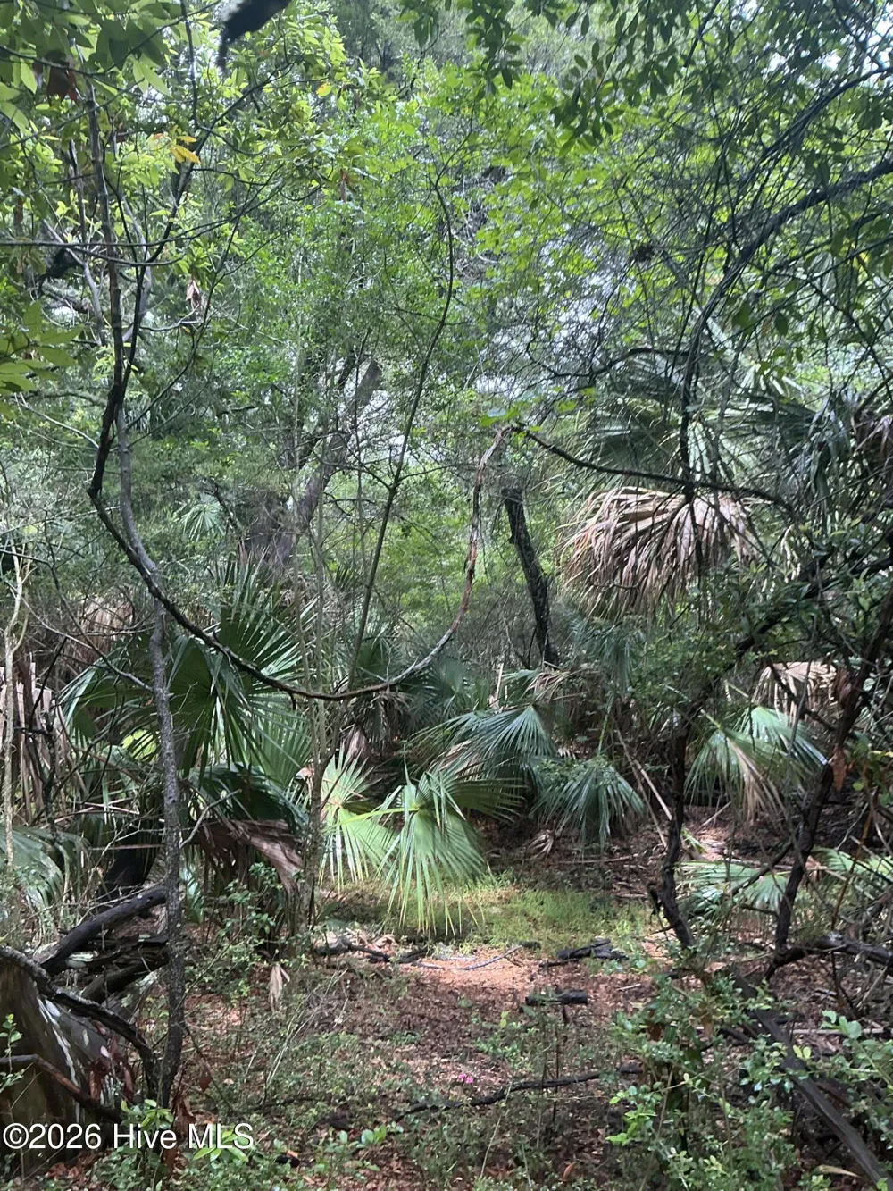 8 Leopard Frog Court Bald Head Island, NC 28461