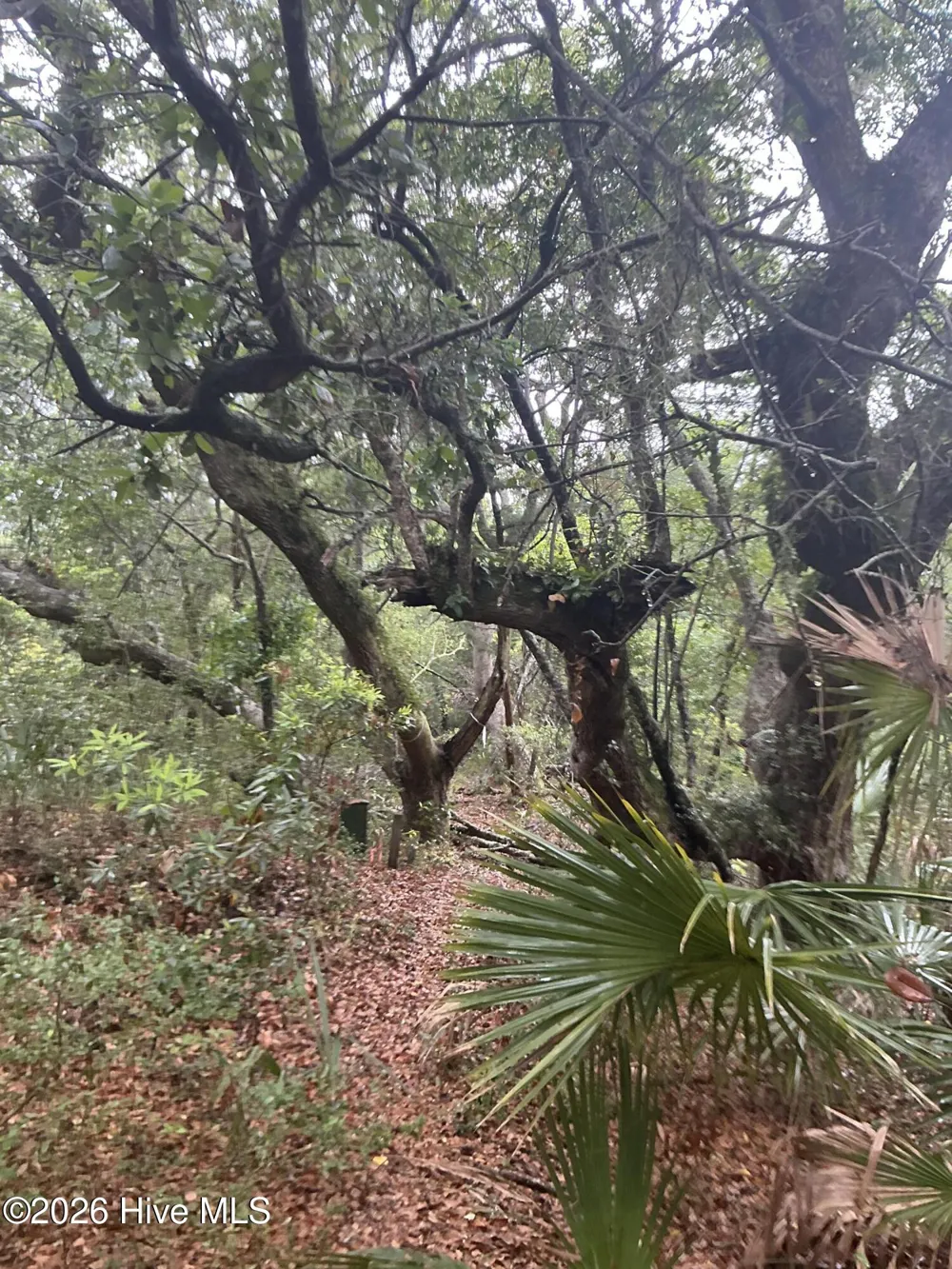 8 Leopard Frog Court Bald Head Island, NC 28461