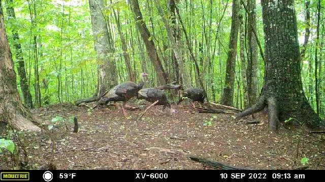 575 Vestal Cochran Road Topton, NC 28781