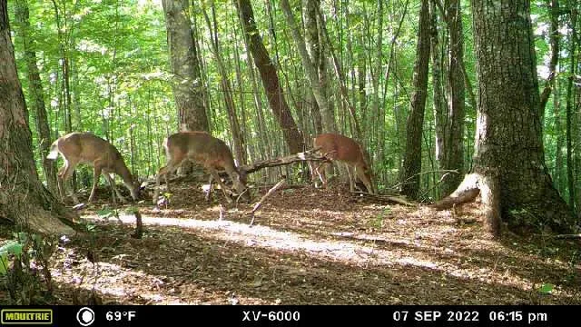 575 Vestal Cochran Road Topton, NC 28781