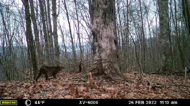 575 Vestal Cochran Road Topton, NC 28781